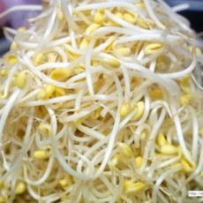 Yellow Bean Sprouts